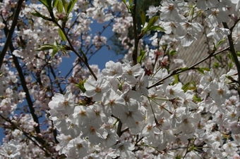 Sakura2009