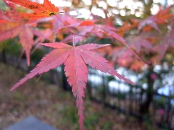 Momiji