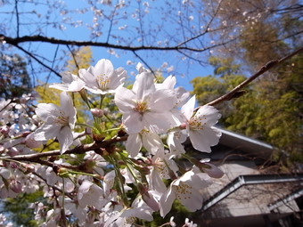 Sakura2011